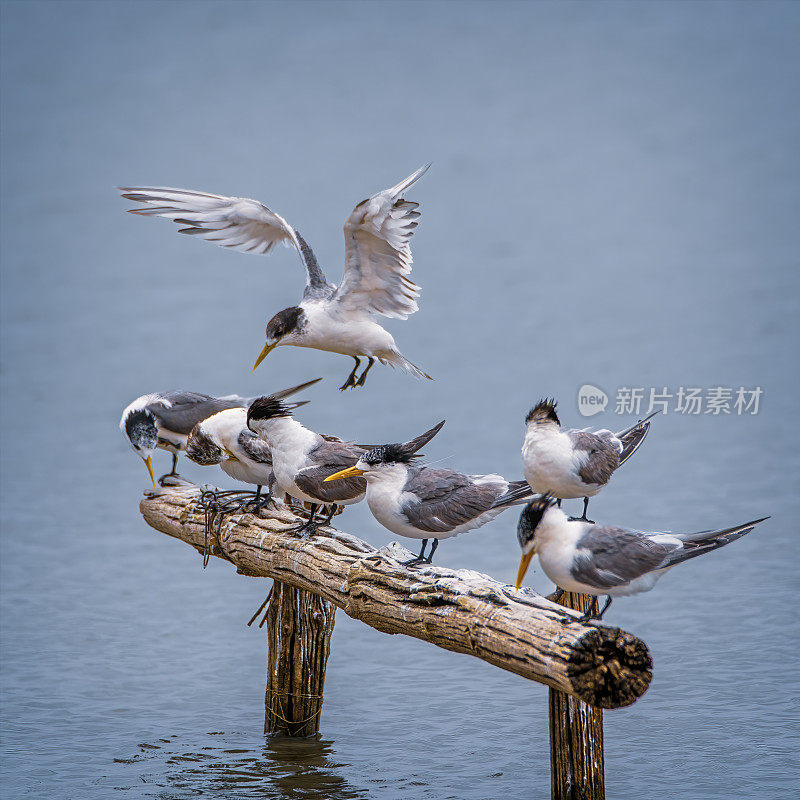 凤头燕鸥正在吃鱼(Thalasseus bergii)